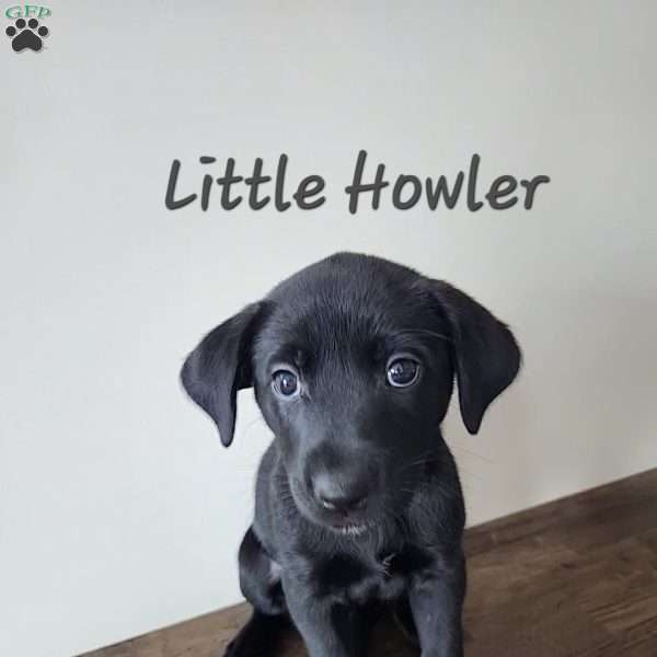 Little Howler, Belgian Malinois Mix Puppy