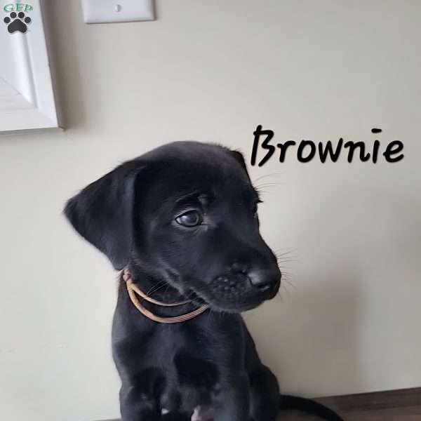 Brownie, Belgian Malinois Mix Puppy