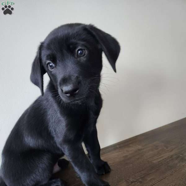 Marshmallow, Belgian Malinois Mix Puppy