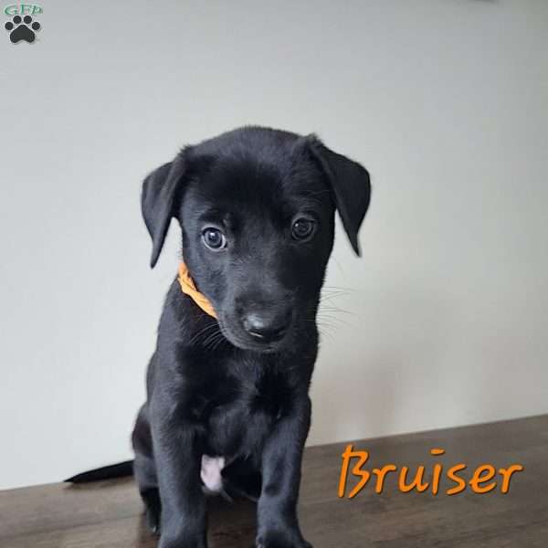 Bruiser, Belgian Malinois Mix Puppy