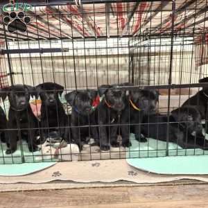 Marshmallow, Belgian Malinois Mix Puppy