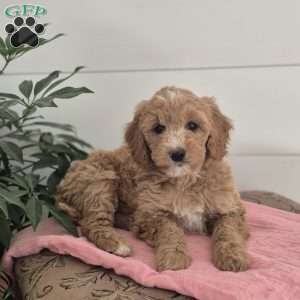 Lacey, Mini Goldendoodle Puppy