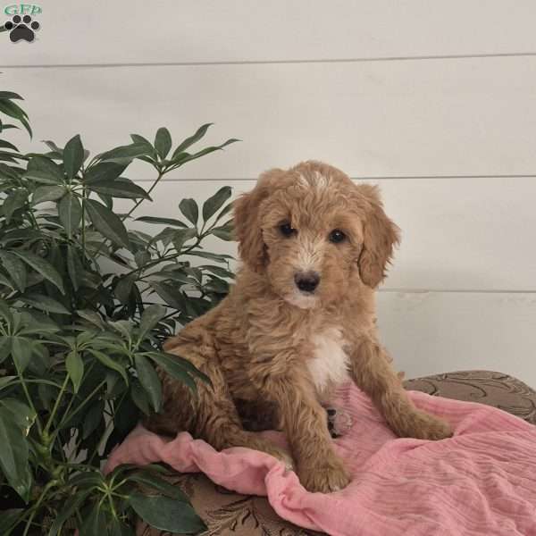 Lacey, Mini Goldendoodle Puppy