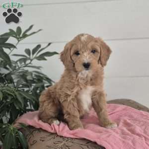 Stacy, Mini Goldendoodle Puppy