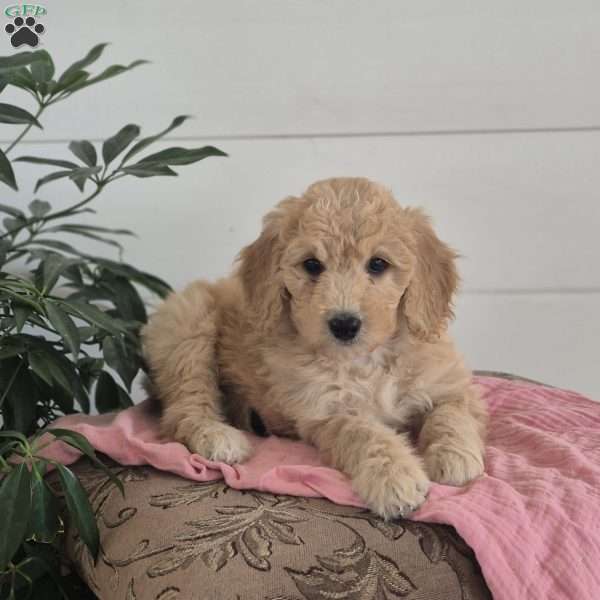 Lilly, Mini Goldendoodle Puppy