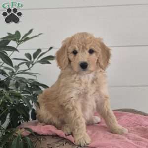 Lilly, Mini Goldendoodle Puppy