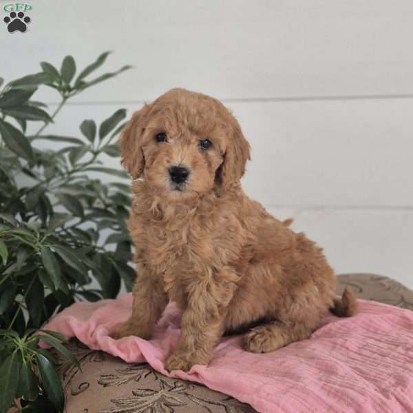 Holly, Mini Goldendoodle Puppy