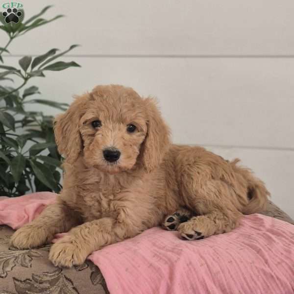 Molly, Mini Goldendoodle Puppy