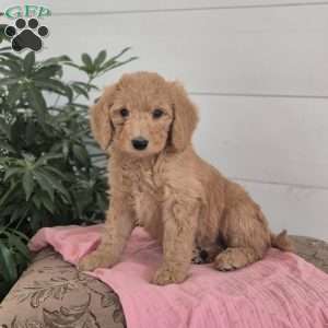 Molly, Mini Goldendoodle Puppy