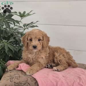 Ellie, Mini Goldendoodle Puppy