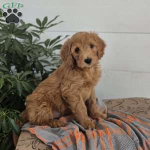 Cody, Mini Goldendoodle Puppy