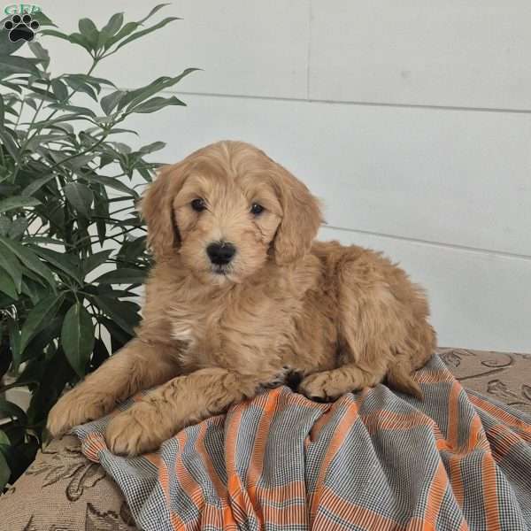 Theo, Mini Goldendoodle Puppy
