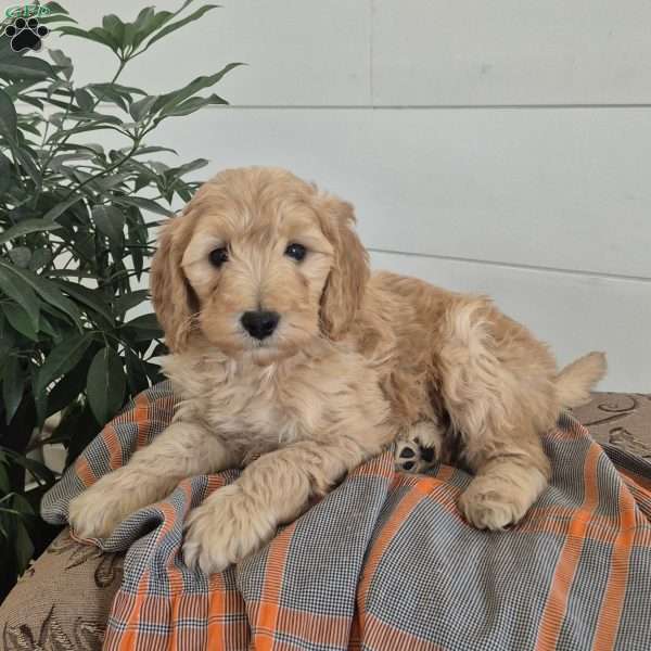 Bently, Mini Goldendoodle Puppy