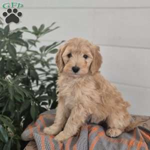 Bently, Mini Goldendoodle Puppy