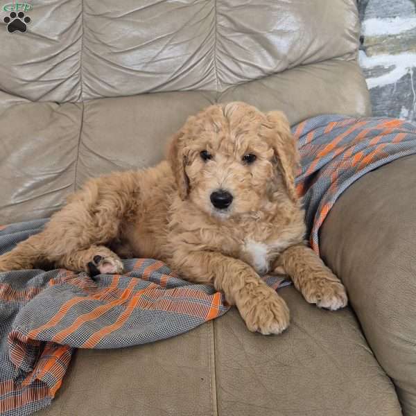 Tucker, Goldendoodle Puppy