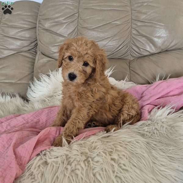 Holly, Goldendoodle Puppy