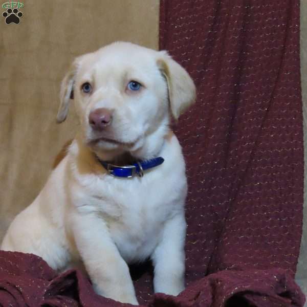 Cupcake, Yellow Labrador Retriever Puppy