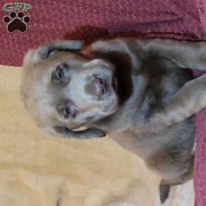 Snowflake, Silver Labrador Retriever Puppy