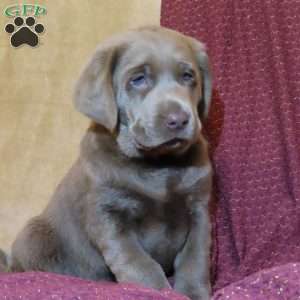 Snowflake, Silver Labrador Retriever Puppy