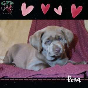 Rosa, Silver Labrador Retriever Puppy