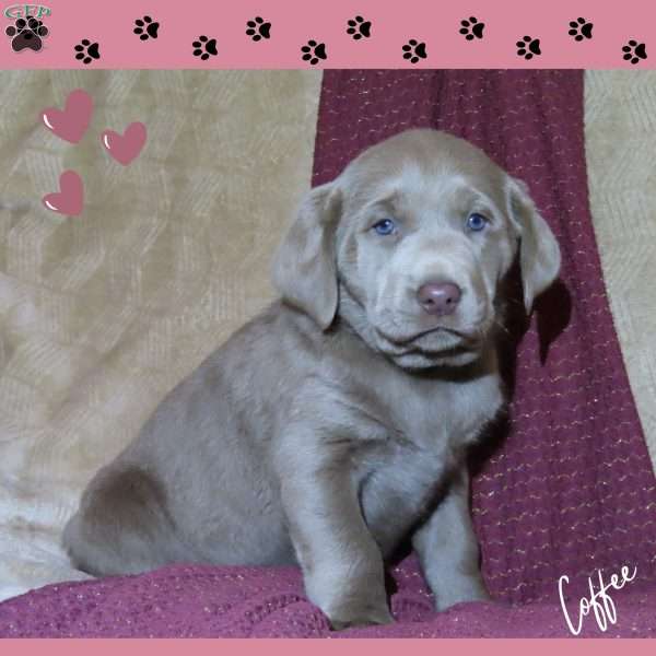 Coffee, Silver Labrador Retriever Puppy
