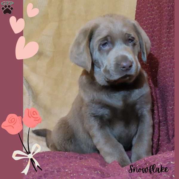 Snowflake, Silver Labrador Retriever Puppy