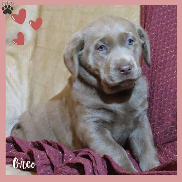 Oreo, Silver Labrador Retriever Puppy