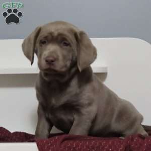 Rosa, Silver Labrador Retriever Puppy
