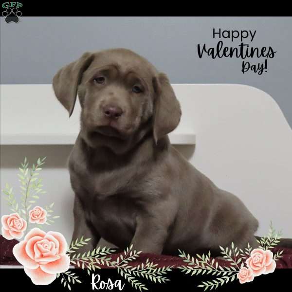 Rosa, Silver Labrador Retriever Puppy