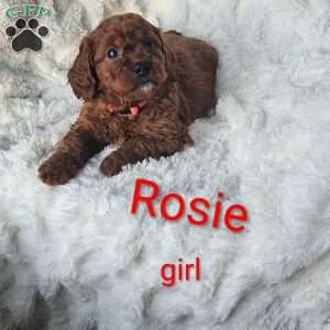 Rosie F1B, Cavapoo Puppy