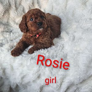 Rosie F1B, Cavapoo Puppy