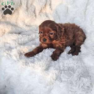 Peanut F1B, Cavapoo Puppy