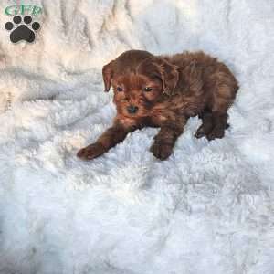 Peanut F1B, Cavapoo Puppy