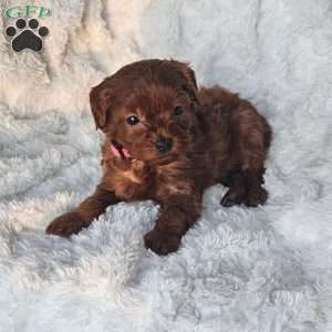 Peanut F1B, Cavapoo Puppy