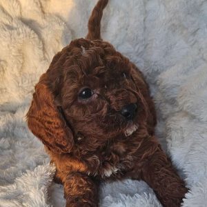 Rusty F1B, Cavapoo Puppy