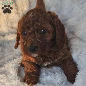 Rusty F1B, Cavapoo Puppy