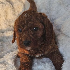 Rusty F1B, Cavapoo Puppy