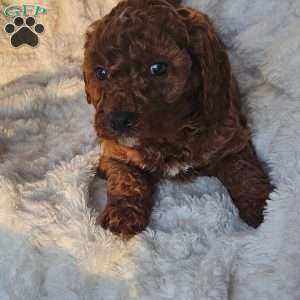 Rusty F1B, Cavapoo Puppy