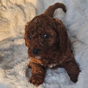 Rusty F1B, Cavapoo Puppy