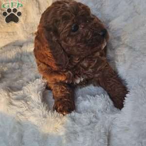 Rusty F1B, Cavapoo Puppy