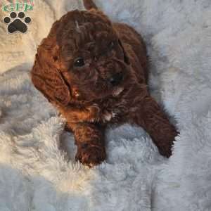 Rusty F1B, Cavapoo Puppy