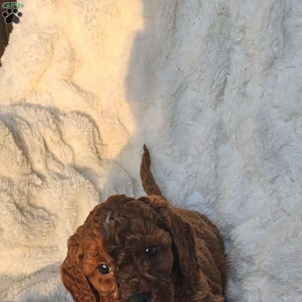 Rusty F1B, Cavapoo Puppy