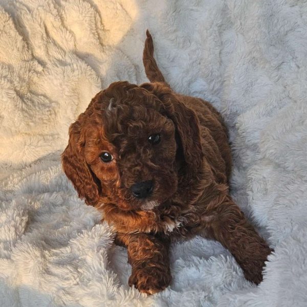 Rusty F1B, Cavapoo Puppy
