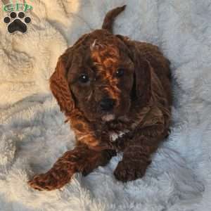 Rusty F1B, Cavapoo Puppy
