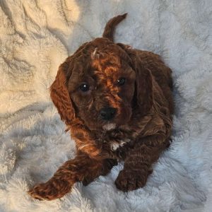 Rusty F1B, Cavapoo Puppy