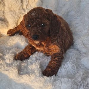 Rusty F1B, Cavapoo Puppy