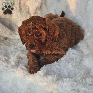 Rusty F1B, Cavapoo Puppy