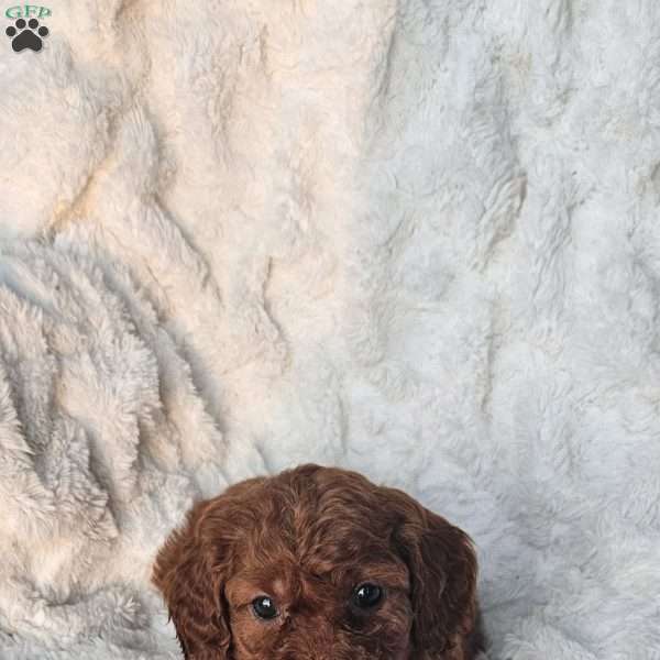 Rosie F1B, Cavapoo Puppy