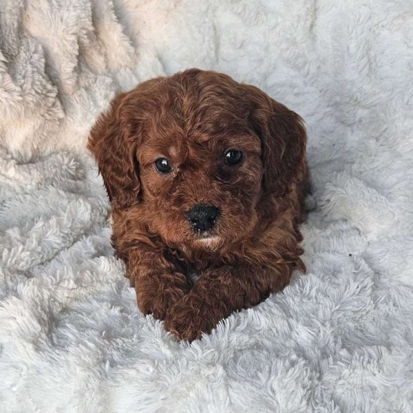 Rosie F1B, Cavapoo Puppy