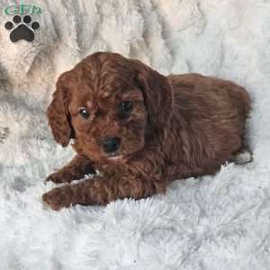 Rosie F1B, Cavapoo Puppy
